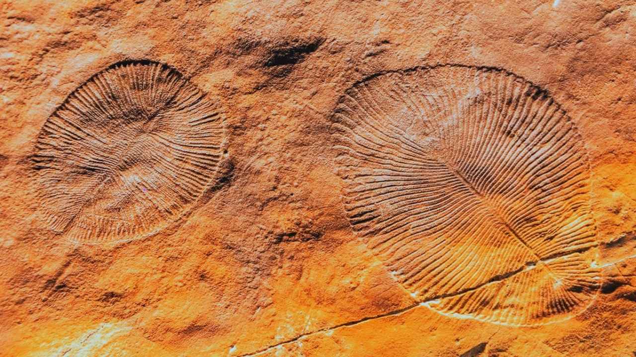 Animales Complejos Existían Antes De La Explosión Cámbrica