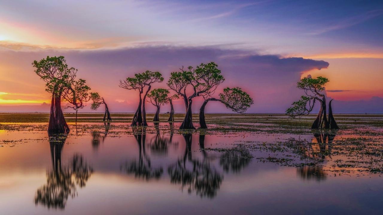 Planting trees at sea could save millions